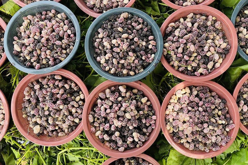 Dried Mulberries (Toot) ( توت سیاه افغانستان)